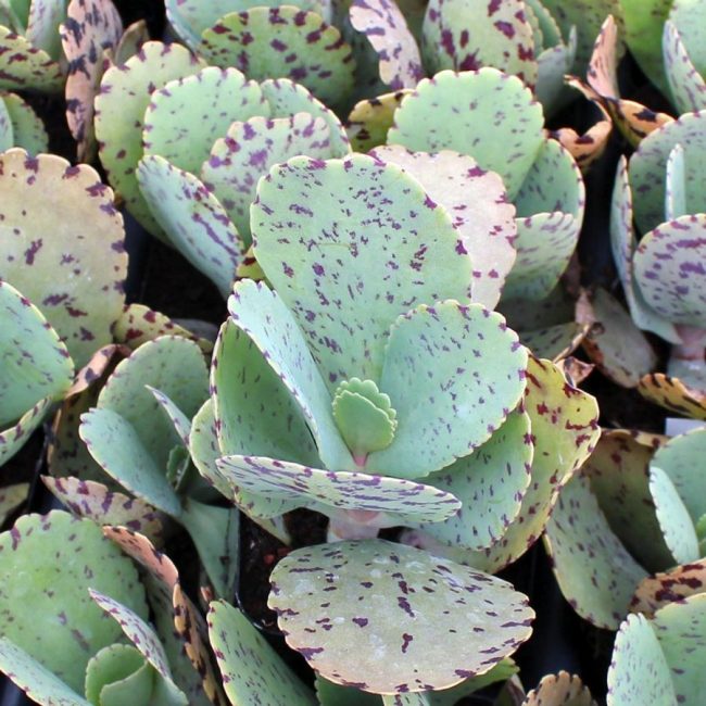Kalanchoe 'Marmorata' – Image 3