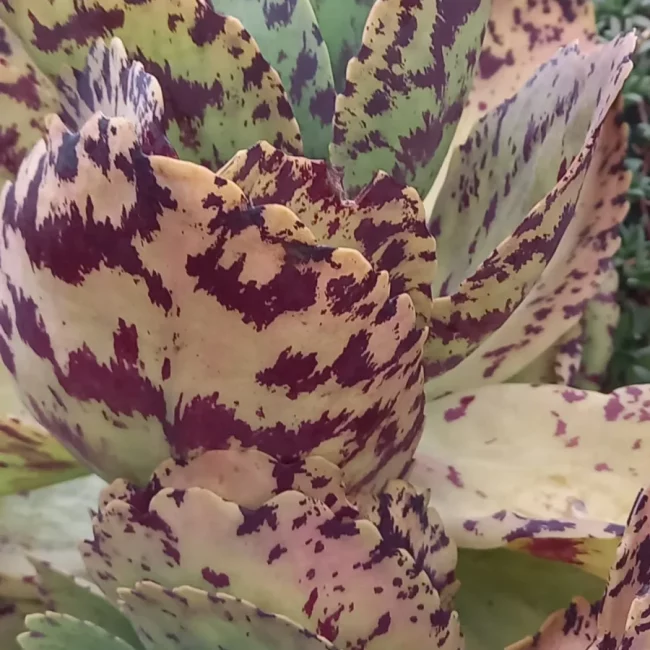Kalanchoe 'Marmorata' – Image 2