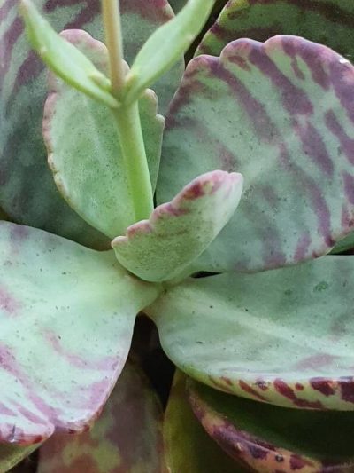 Kalanchoe 'Marmorata'