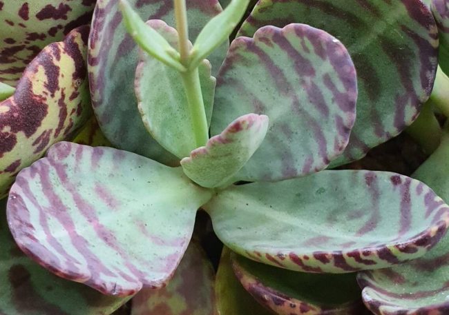 Kalanchoe 'Marmorata'