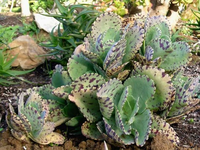 Kalanchoe 'Marmorata' – Image 4