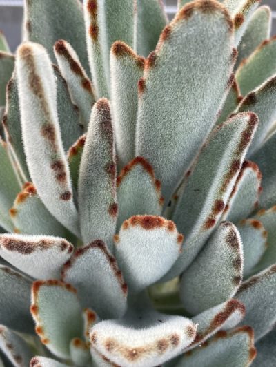 Kalanchoe Tomentosa