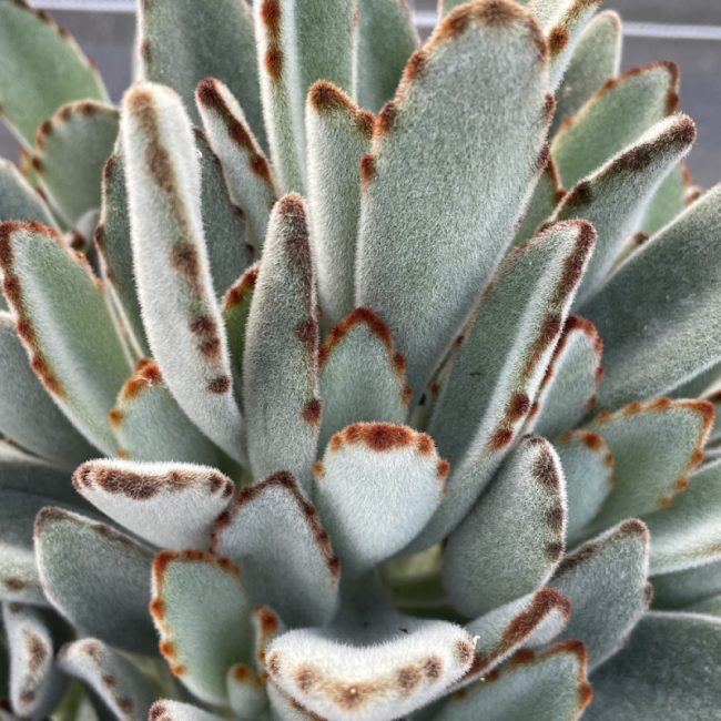 Kalanchoe Tomentosa