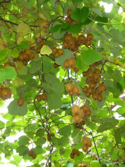 Kiwi Autofertile – Actinidia Chinensis 'Solo'