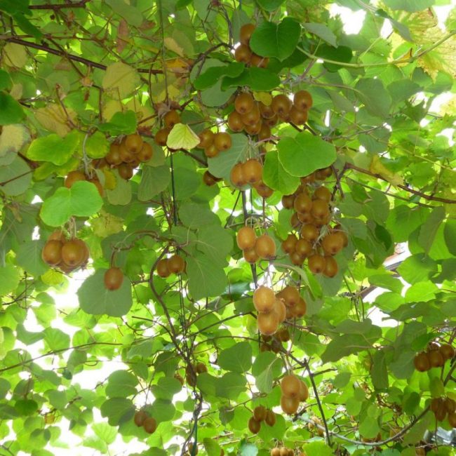 Kiwi Autofertile – Actinidia Chinensis 'Solo'