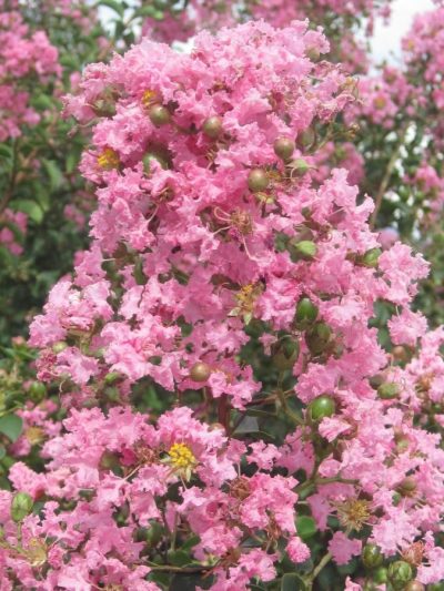 Lilas des Indes – Lagestroemia Indica (Variétés)
