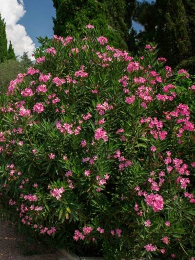 Laurier Rose Double – Nerium Oleander (Variétés)