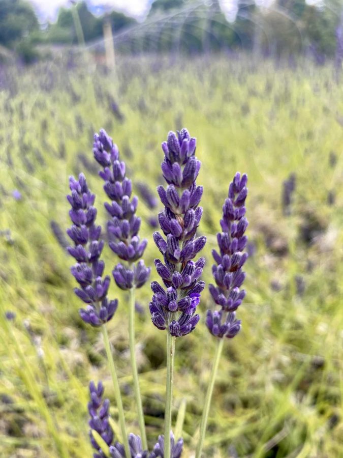 Lavandin – Lavande x Intermedia – Image 2