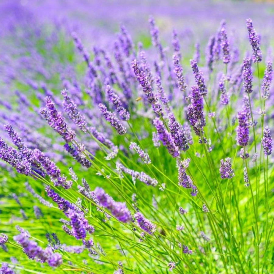 Lavandin – Lavande x Intermedia – Image 3