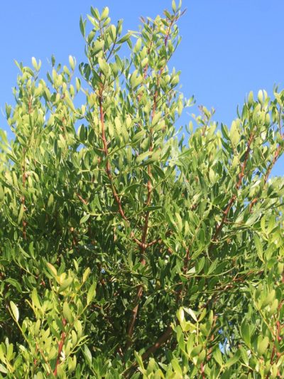 Lentisque Pistachier – Pistacia Lentiscus