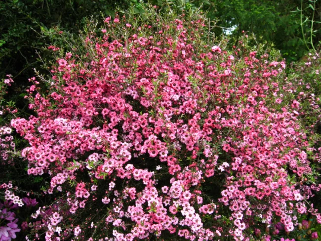 Leptospermum 'Arbre à Thé Australien' – Image 4