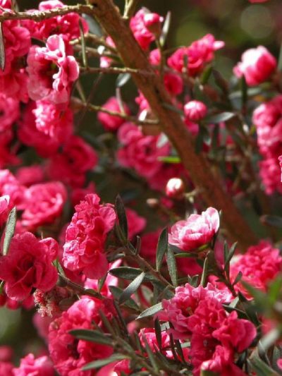 Leptospermum 'Arbre à Thé Australien'
