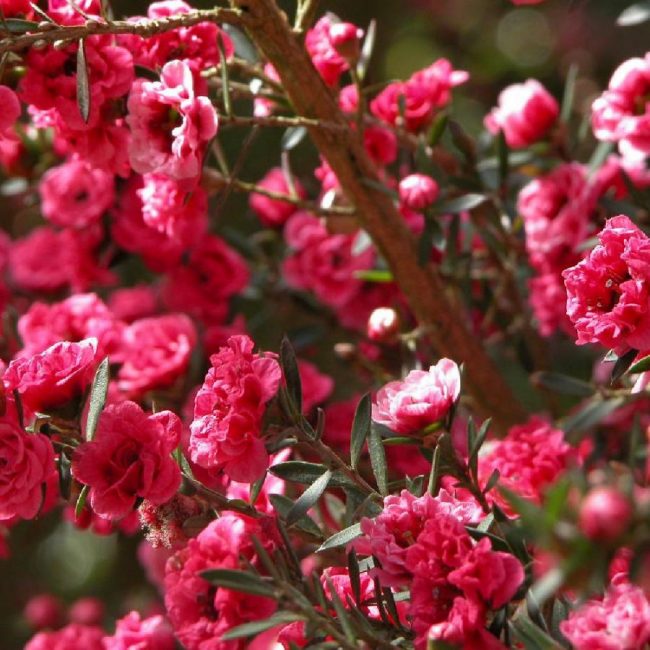Leptospermum 'Arbre à Thé Australien'