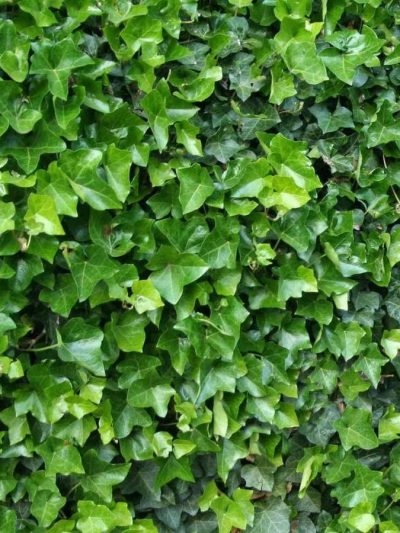 Lierre d’Irlande – Hedera Helix ‘Hibernica’