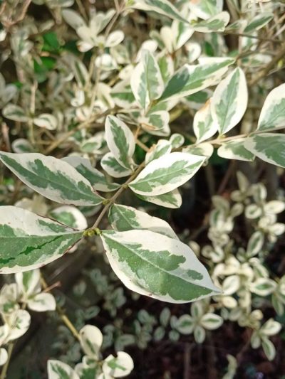 Troène de Californie Panaché – Ligustrum Oval. ‘Argenteum’