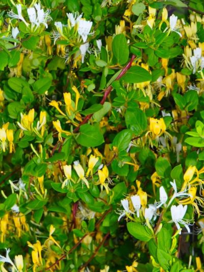 Chèvrefeuille 'Halliana'