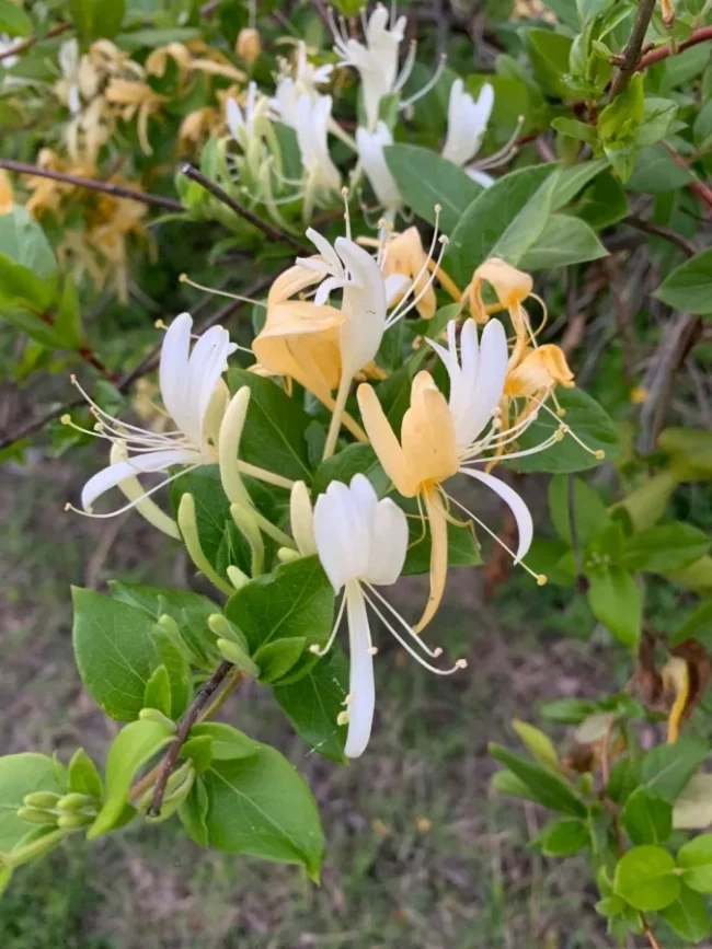 Chèvrefeuille 'Halliana' – Image 2