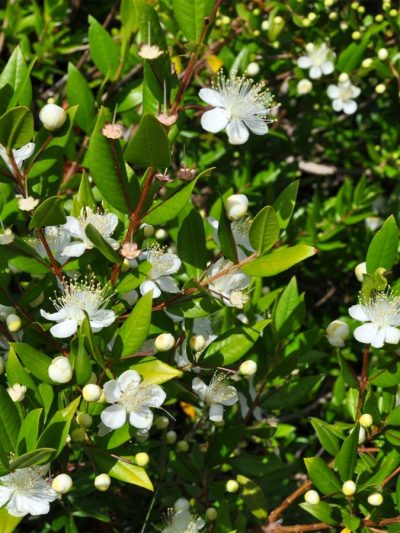 Myrte du Chili – Luma Chequen