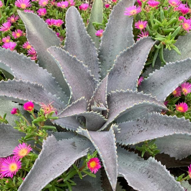 Mangave (Variétés) – Image 3