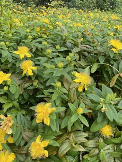 Millepertuis Officinal – Hypericum 'Perforatum'