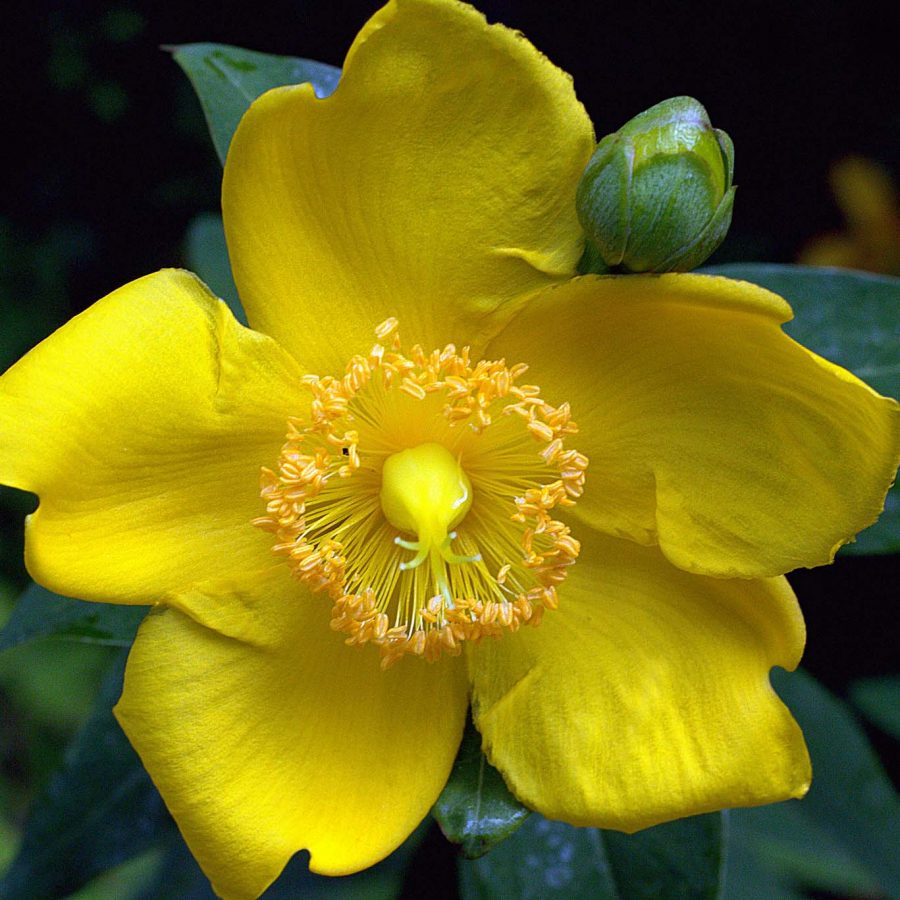 Millepertuis Hidcote – Hypericum x Hidcoteense – Image 2