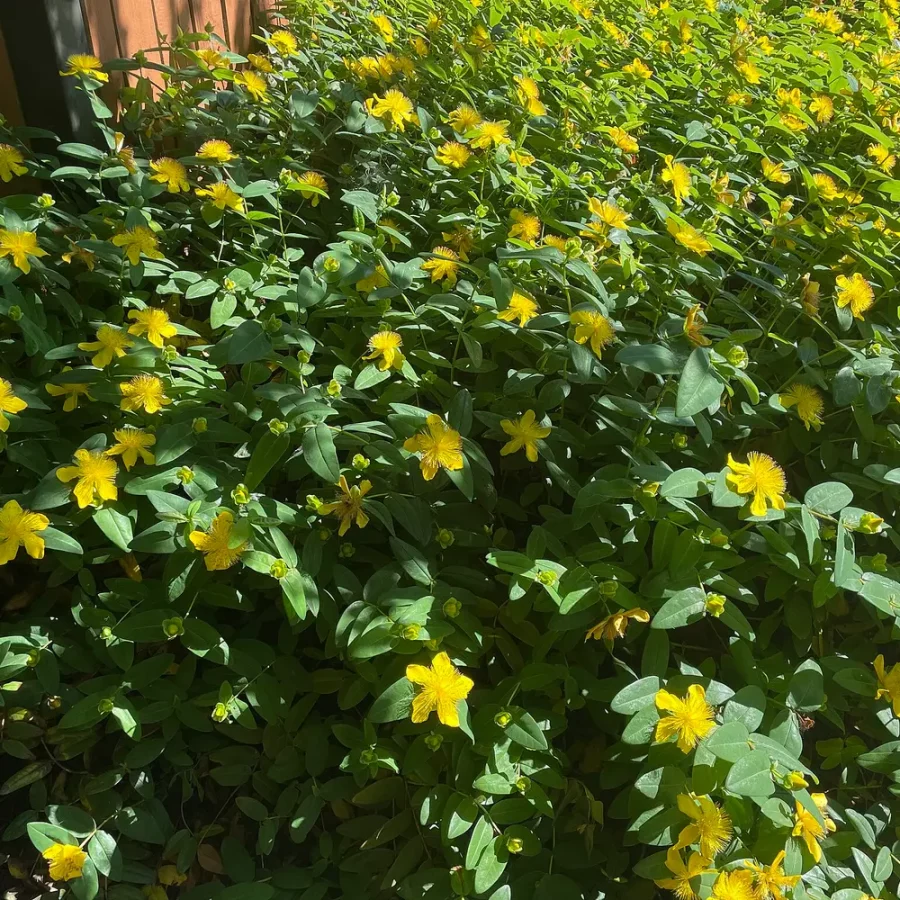 Millepertuis Hidcote – Hypericum x Hidcoteense