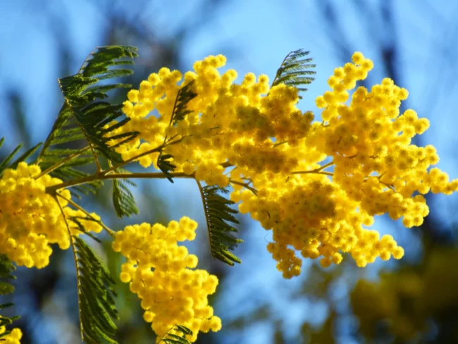Mimosa 4 Saisons – Acacia Retinodes – Image 2