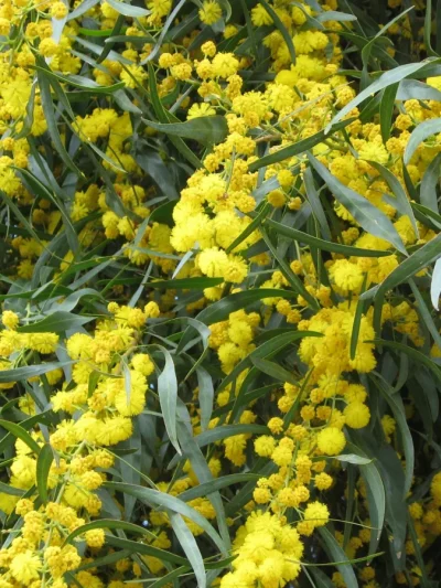 Mimosa 4 Saisons – Acacia Retinodes