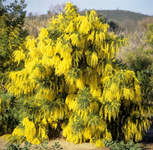 Mimosa 4 Saisons – Acacia Retinodes – Image 3