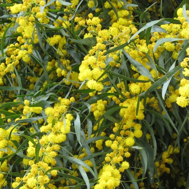 Mimosa 4 Saisons – Acacia Retinodes