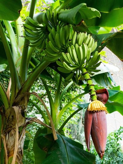 Bananier Plantain – Musa Paradisiaca
