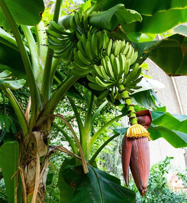 Bananier Plantain – Musa Paradisiaca