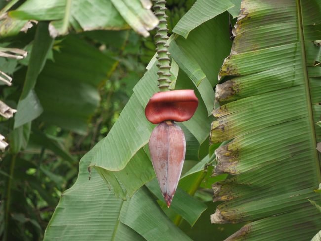 Bananier Plantain – Musa Paradisiaca – Image 4