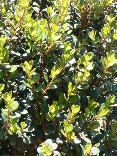 Myrte d'Afrique – Myrsine Africana