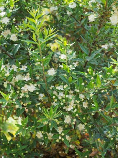 Myrte Nain – Myrtus Communis Tarentina