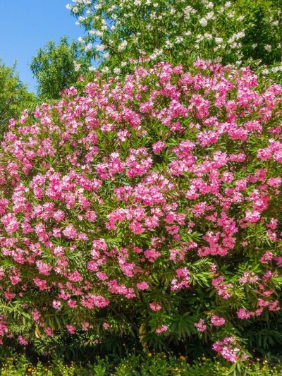 Laurier Rose – Nerium Oleander - 50L