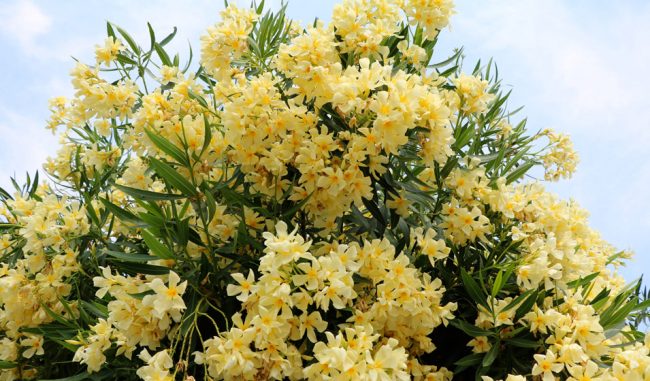Laurier Rose – Nerium Oleander (Variétés) – Image 6