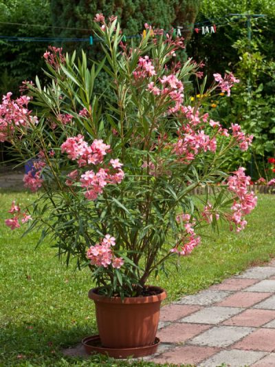 Laurier Rose Nain – Nerium Oleander Nana (Variétés)