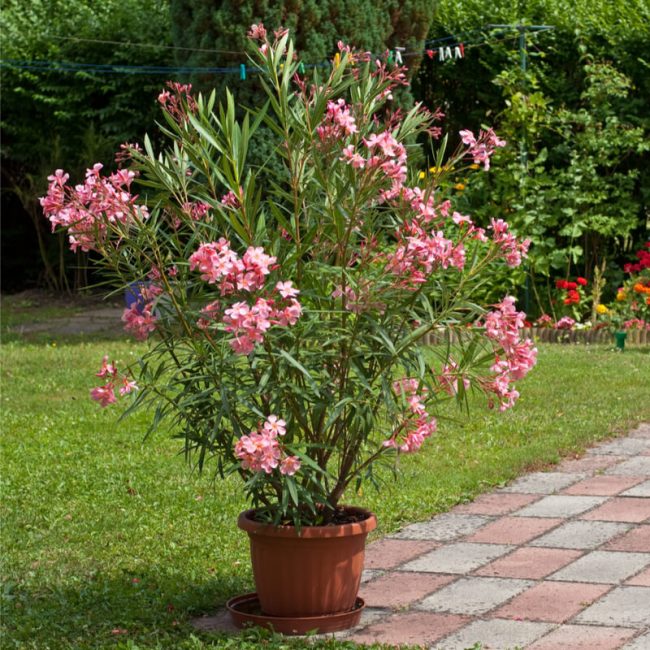 Laurier Rose Nain – Nerium Oleander Nana (Variétés)