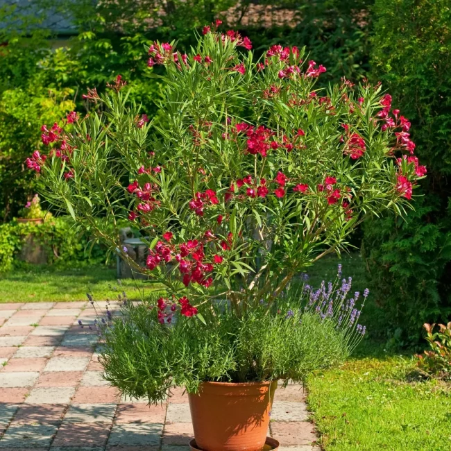 Laurier Rose Nain – Nerium Oleander Nana (Variétés) – Image 2