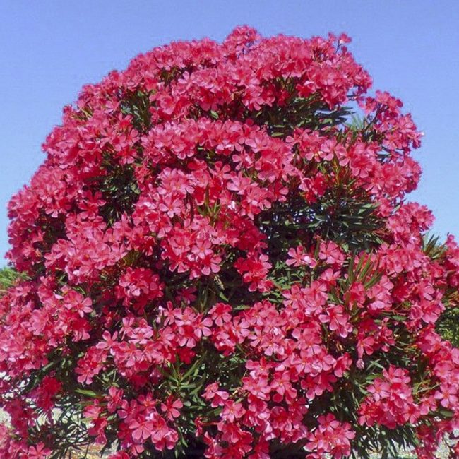 Laurier Rose – Nerium Oleander (Variétés) – Image 4