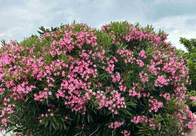 Laurier Rose – Nerium Oleander (Variétés) – Image 2