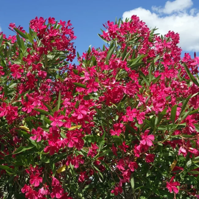 Laurier Rose – Nerium Oleander (Variétés) – Image 5