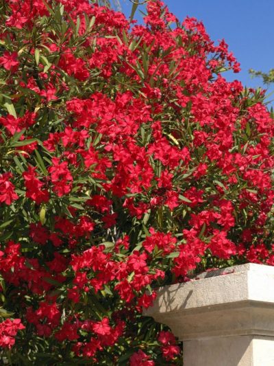 Laurier Rose – Nerium Oleander (Variétés)