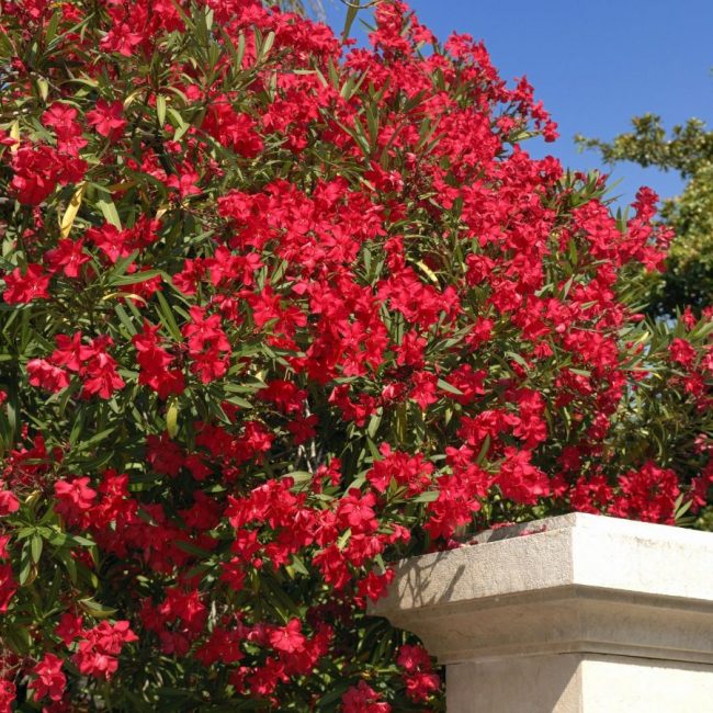 Laurier Rose – Nerium Oleander (Variétés)