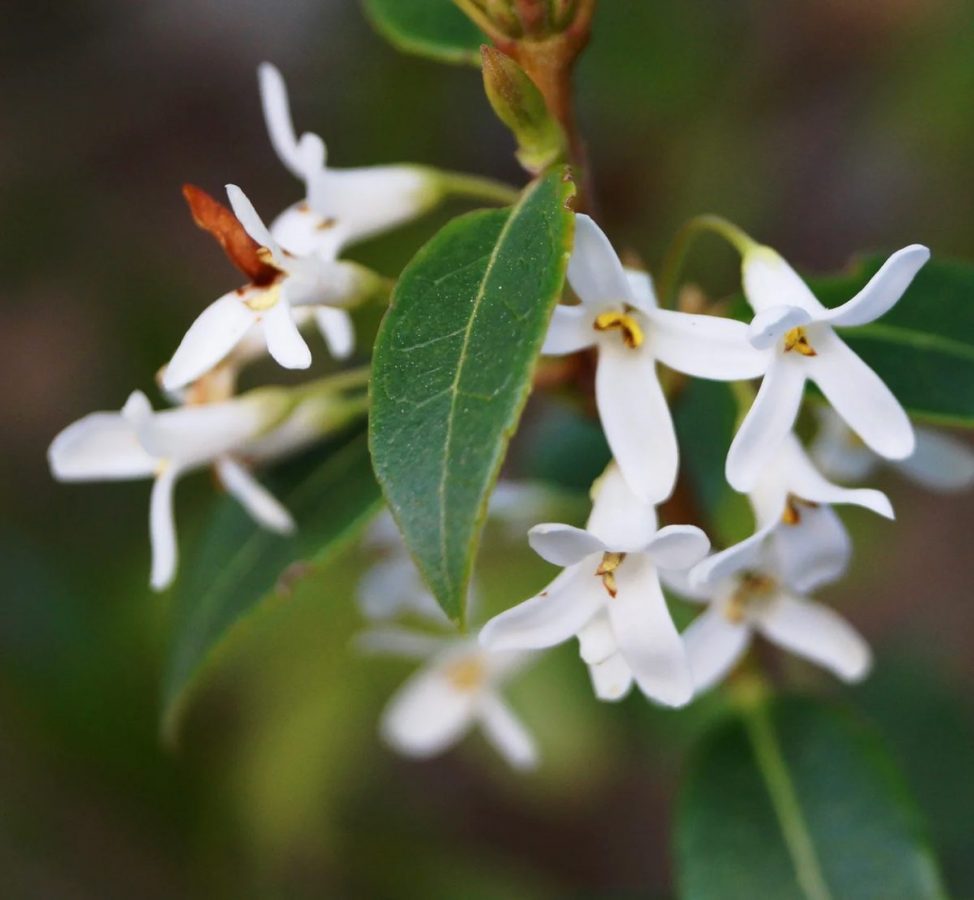 Osmanthus Burkwoodii – Image 2