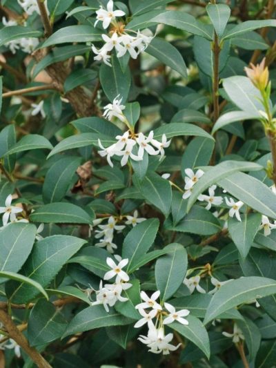 Osmanthus Burkwoodii