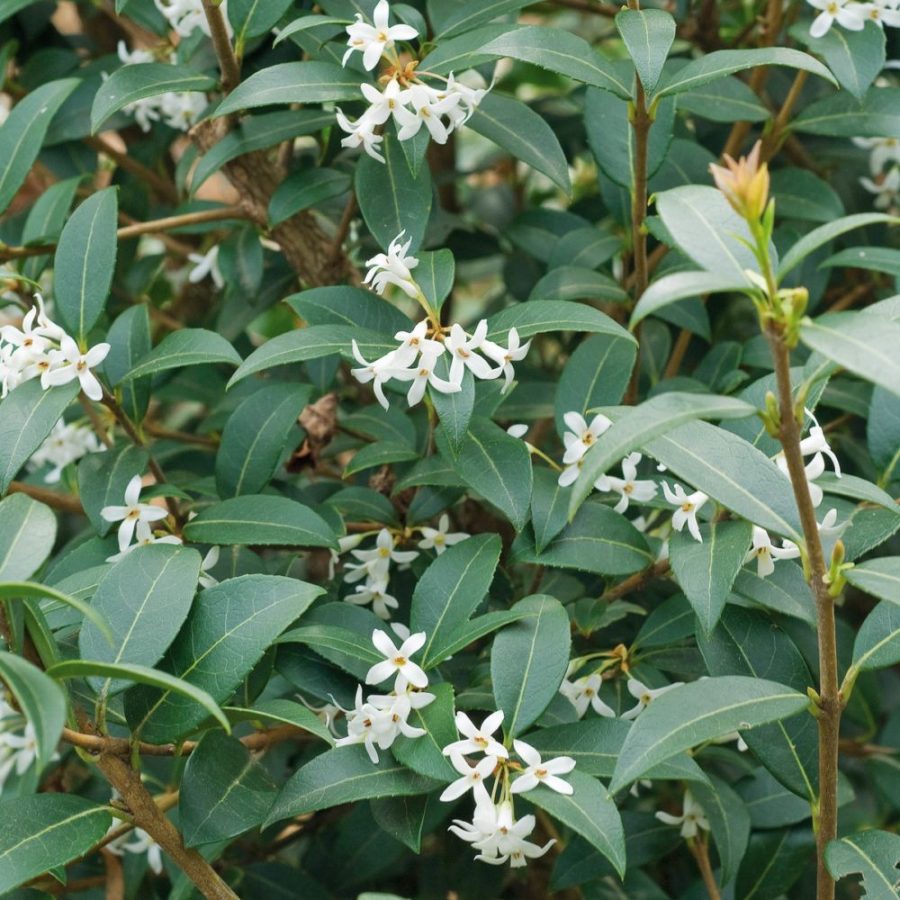Osmanthus Burkwoodii