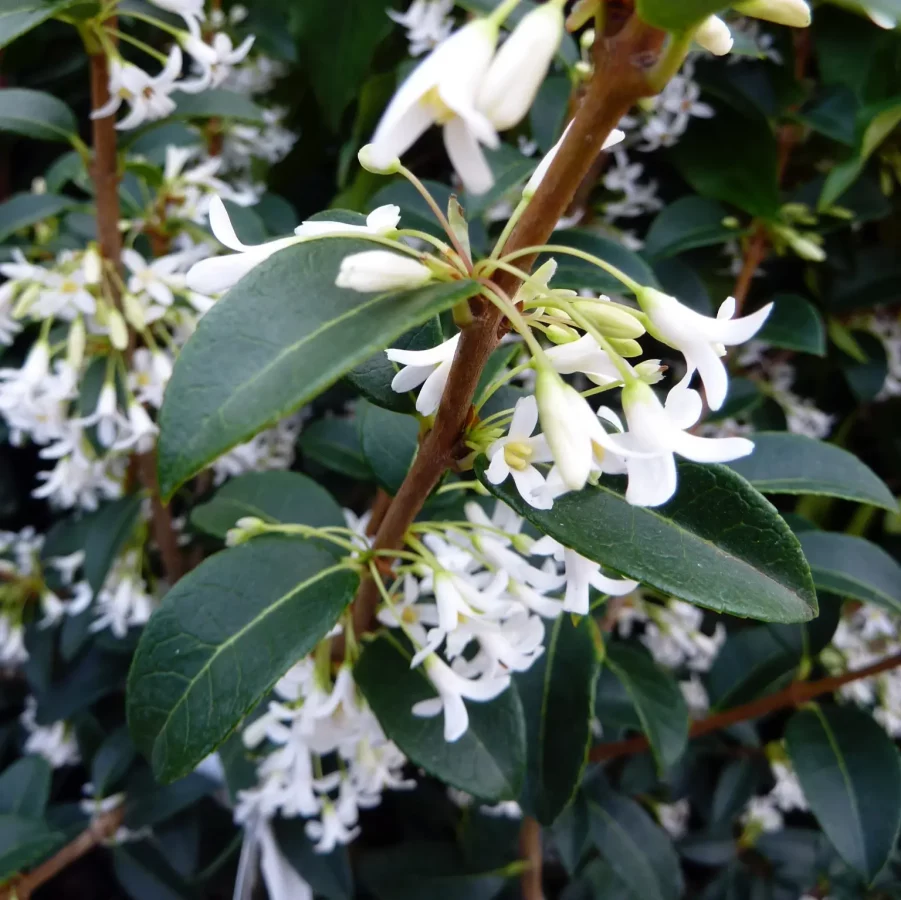 Osmanthus Burkwoodii – Image 3