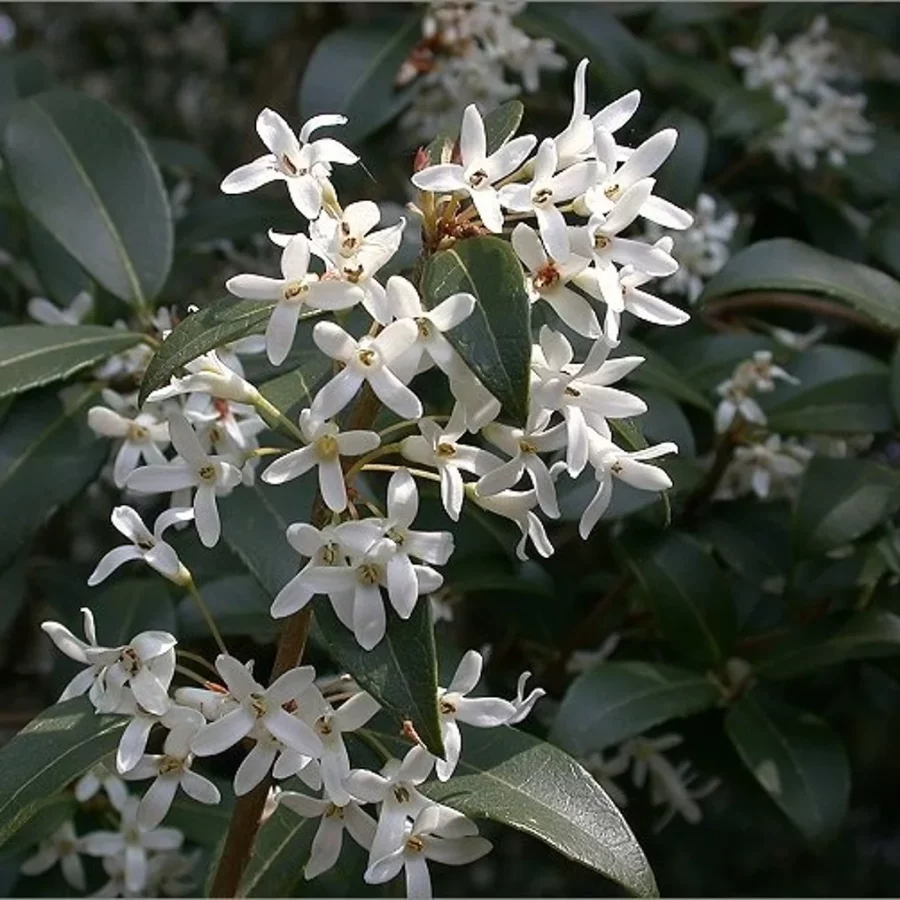 Osmanthus Burkwoodii – Image 4